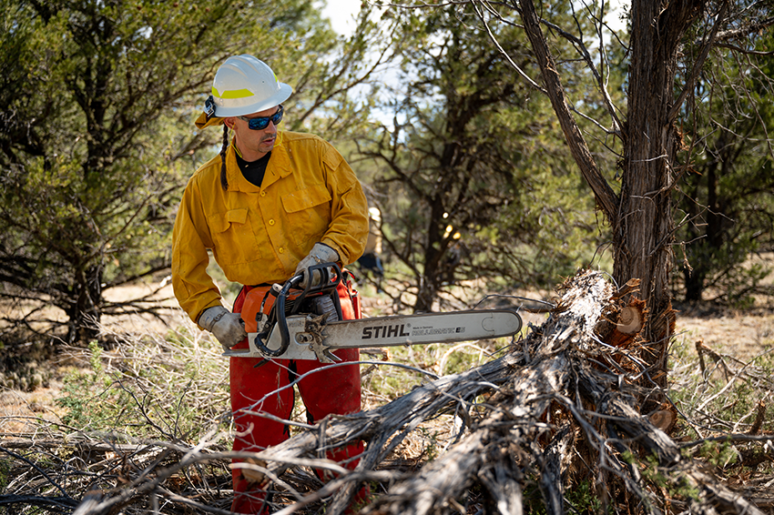 Man operating chainsaw on tree